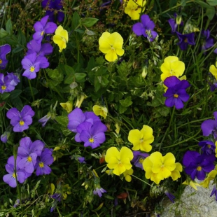 Viola macedonica